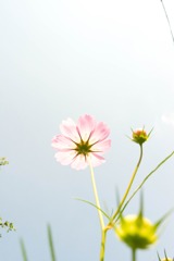Cosmos