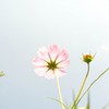 Cosmos
