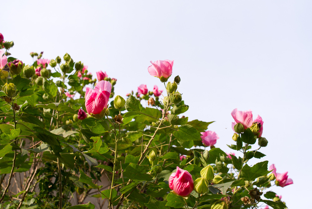 Bloom strongly.