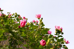 Bloom strongly.