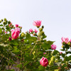 Bloom strongly.