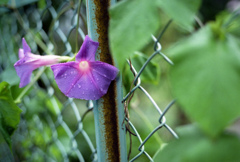 Morning glory that seems to be sleepy
