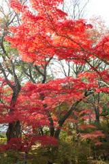 燃