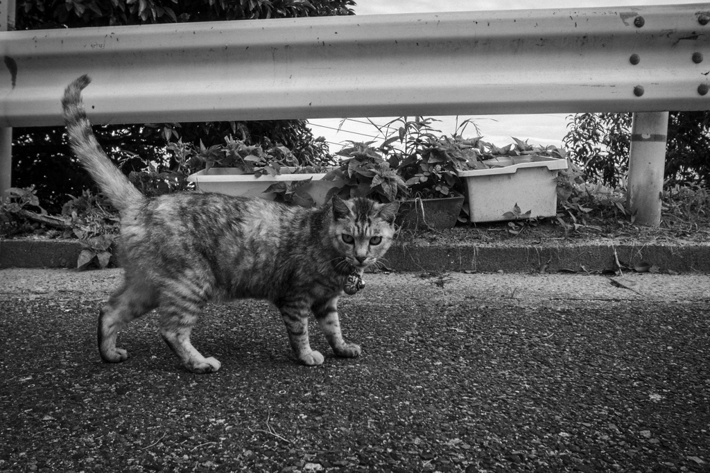こにゃにゃちわ