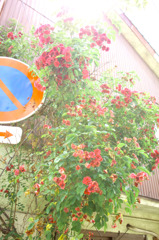 The sun that inserts it