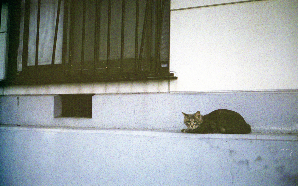 ＊＊＊nuko＊＊＊