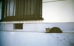 ＊＊＊nuko＊＊＊