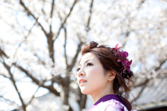 桜と紫