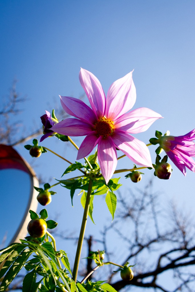 見下ろす花