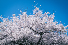 満開の山桜