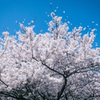 満開の山桜