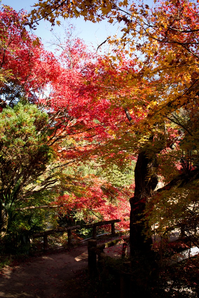 紅葉橋