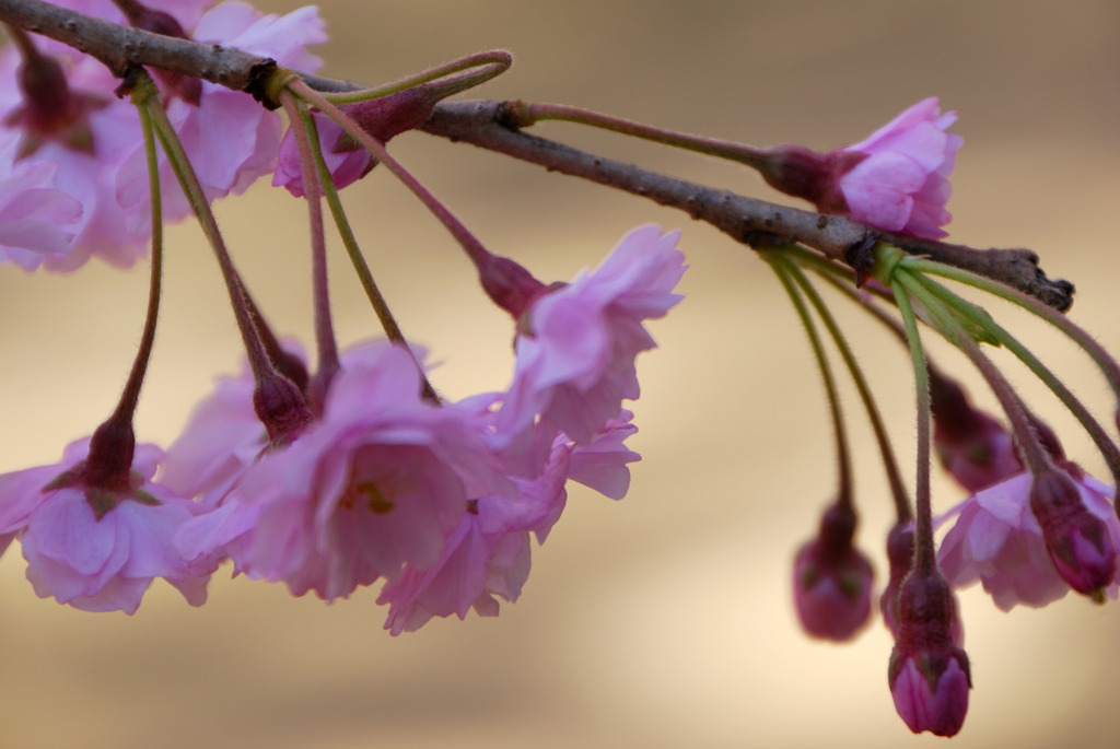 枝垂桜