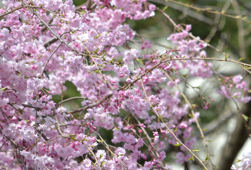 公園の桜