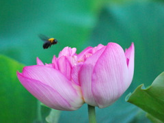 蓮と蜂