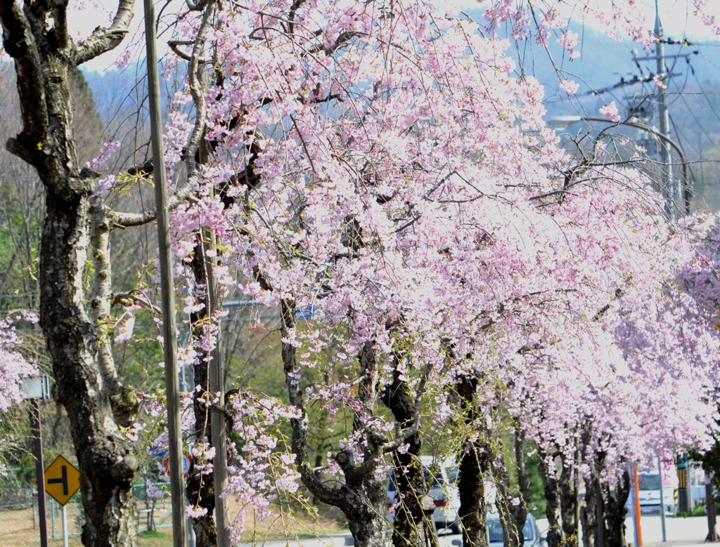 辰口町のシダレ桜