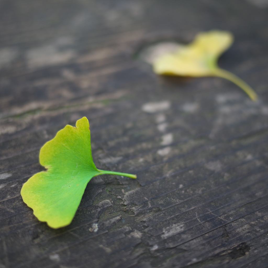 fallen autumn