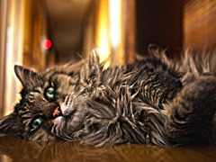 cat