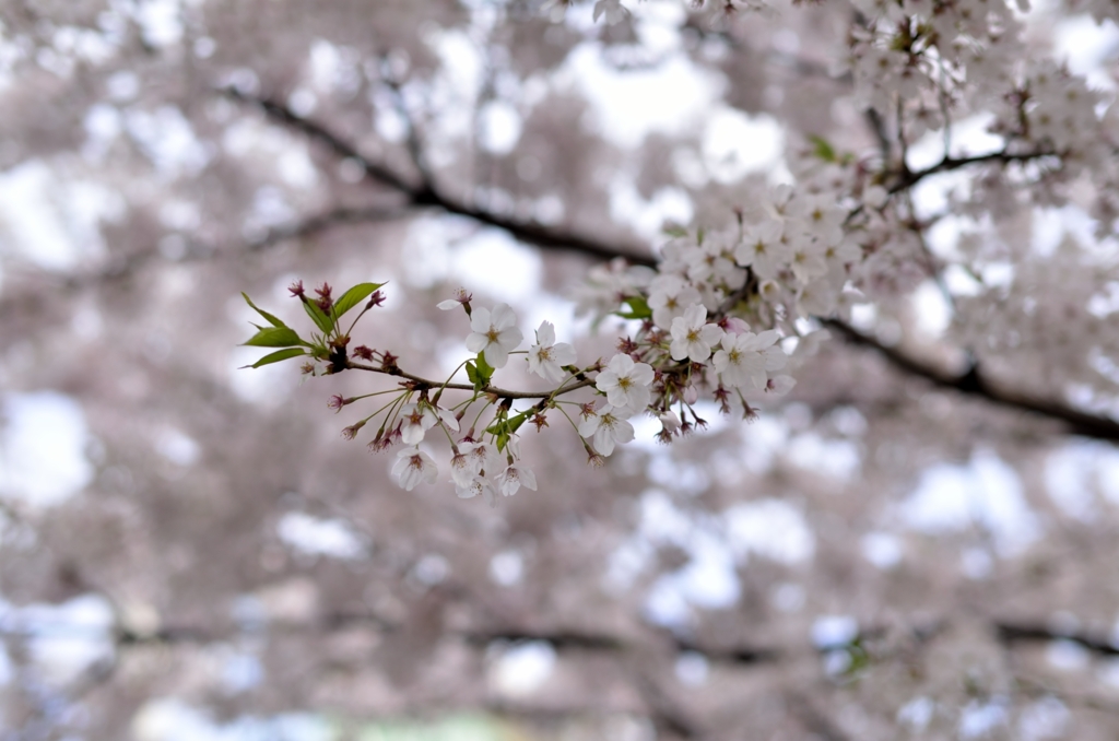 今年の