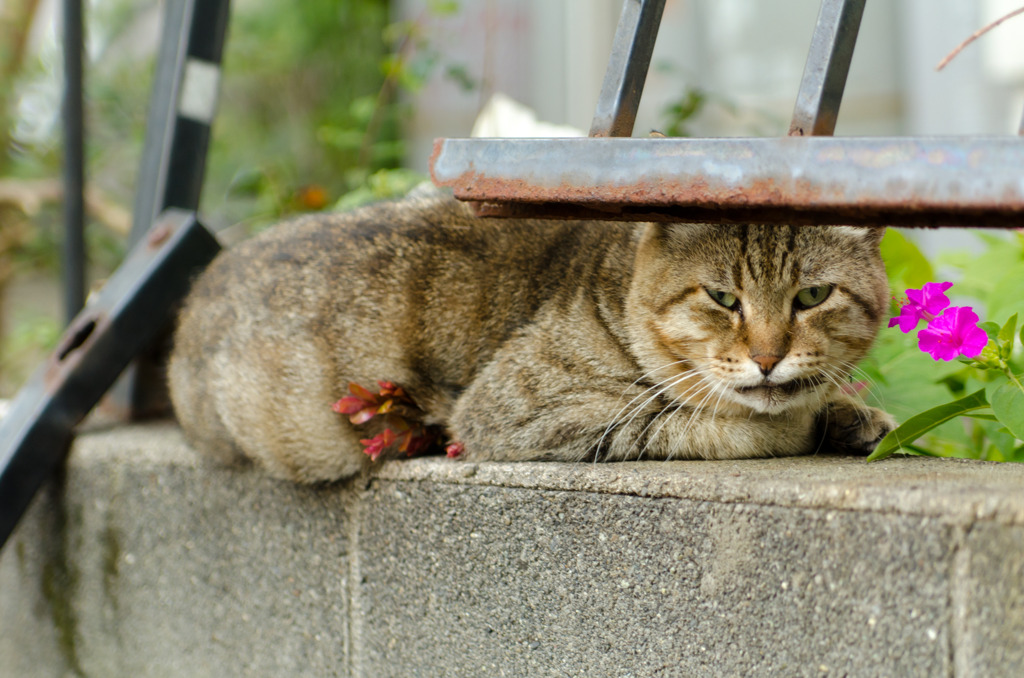 neko with flower