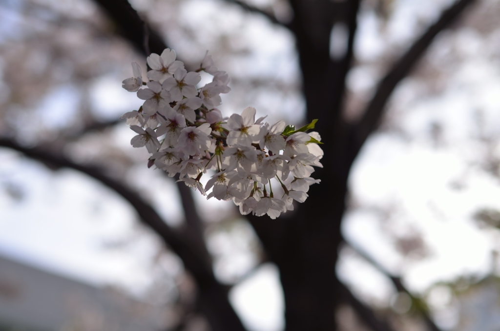 今年の