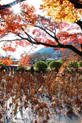 冬枯れのハス池