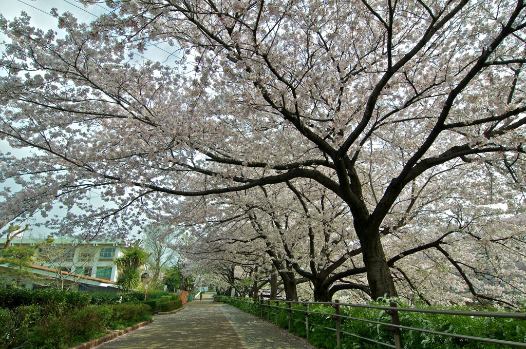 桜散歩