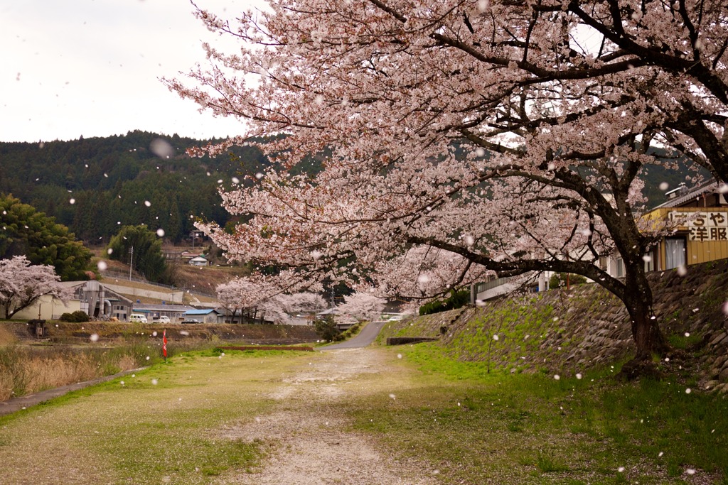 桜風