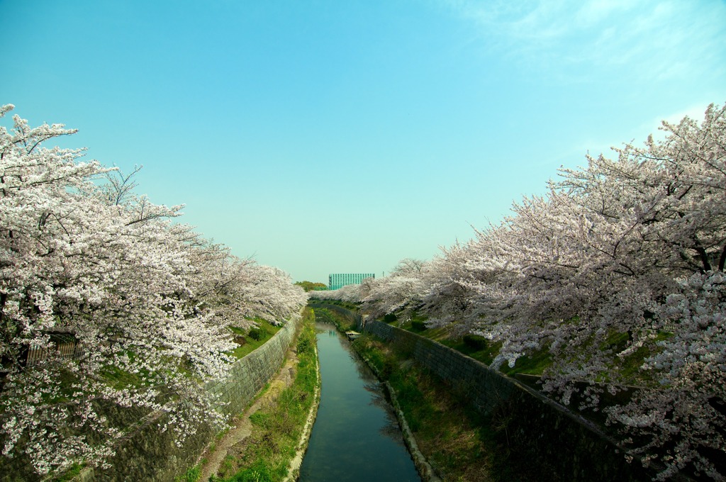 桜側