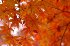 紅葉