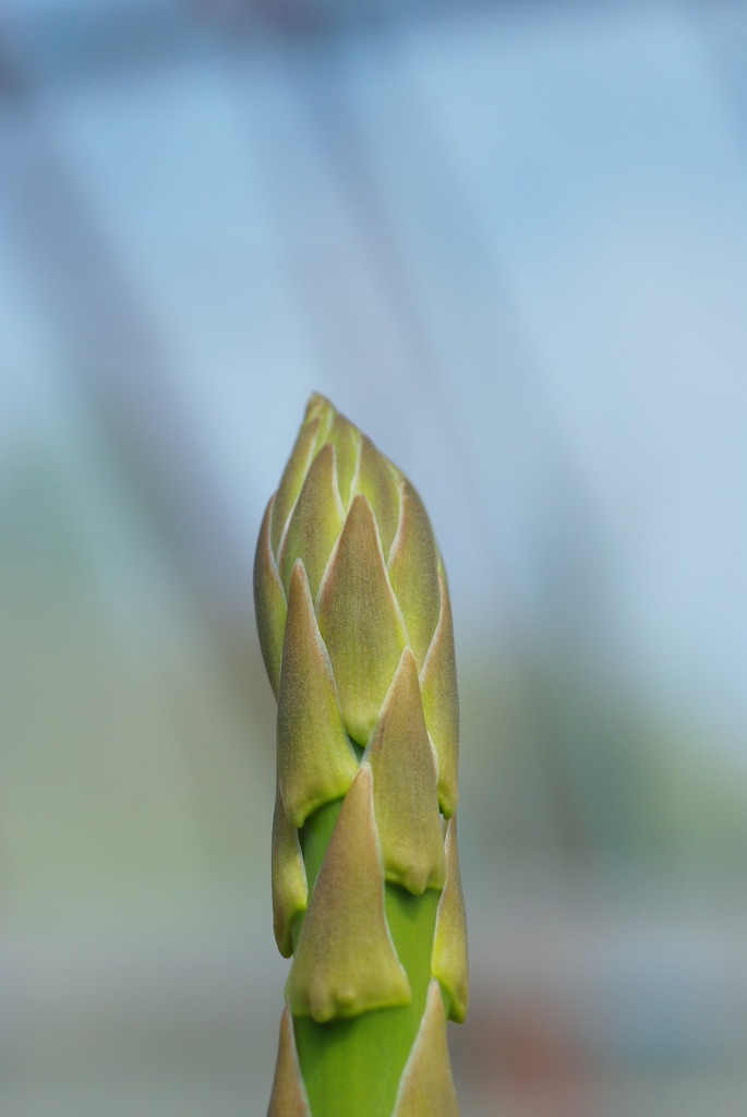 想いを馳せるアスパラ