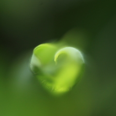 Green Heart