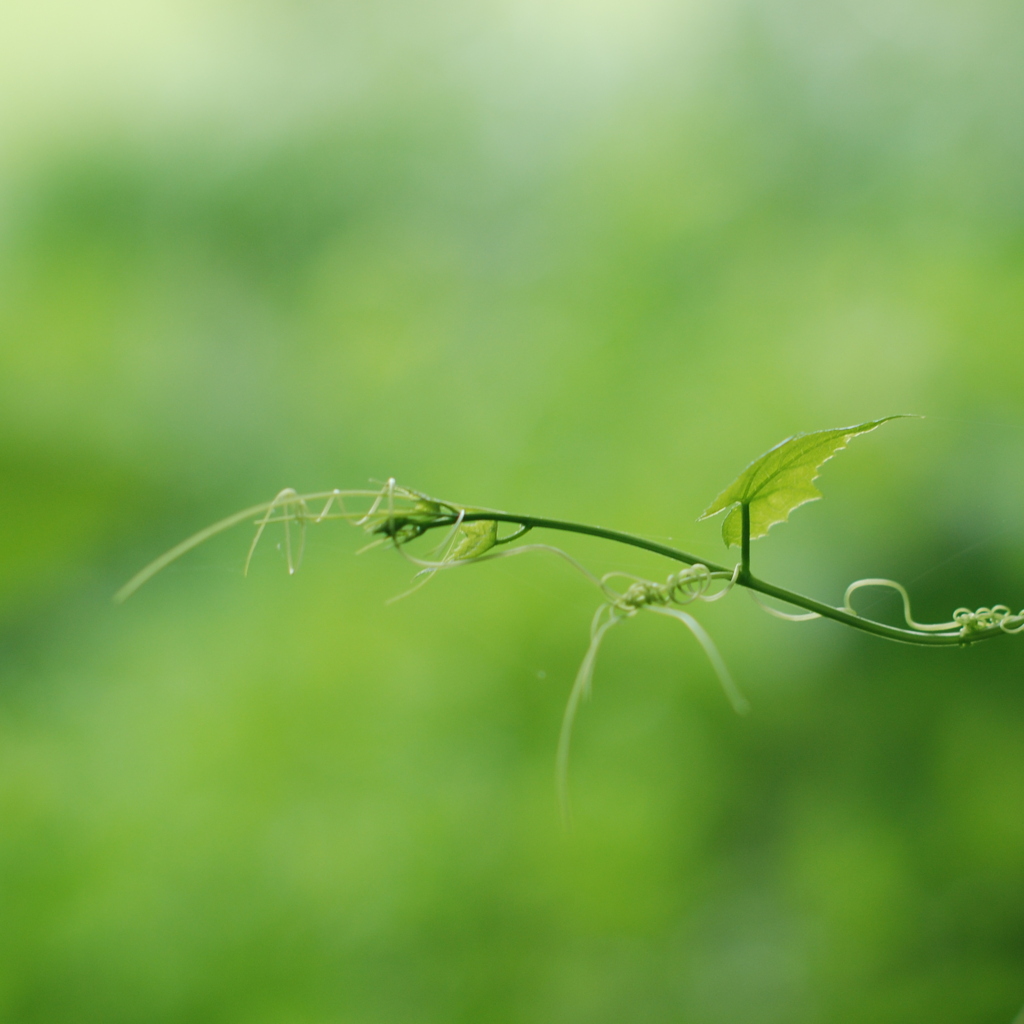 Green ☆ Green