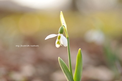 snowdrop☆