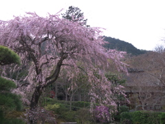 常寂光寺にて