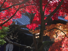 光明寺の紅葉