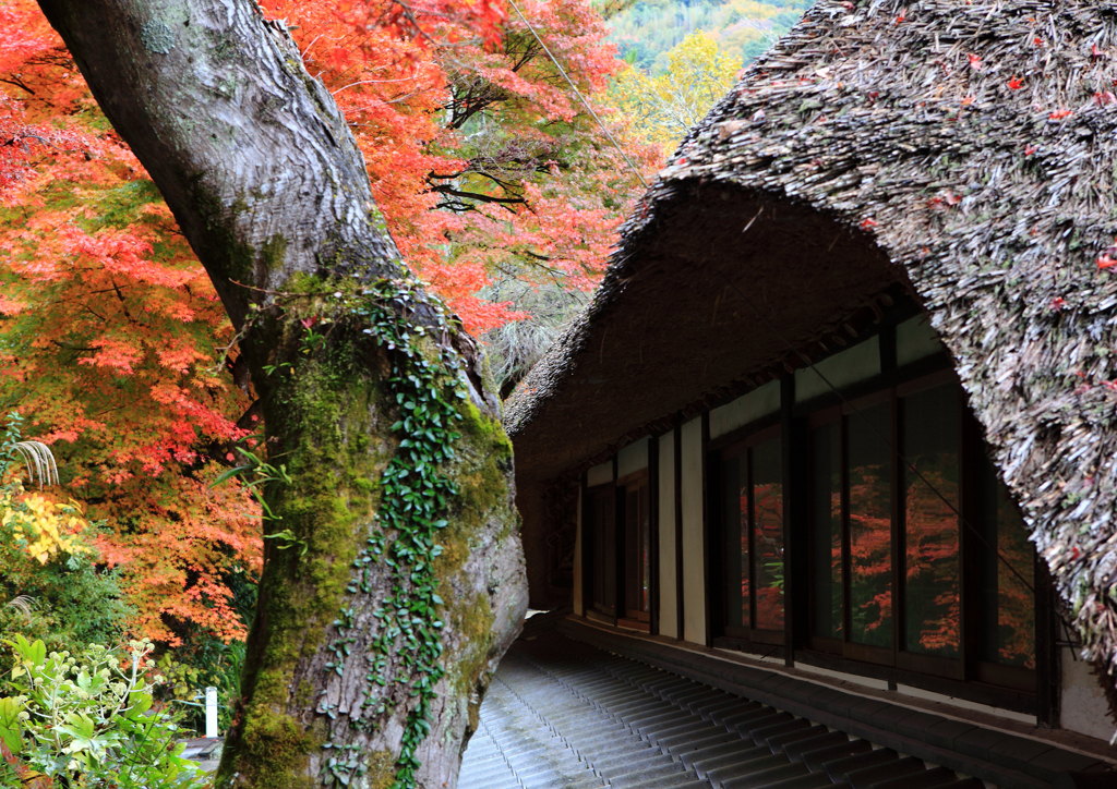 紅葉が楽しめる家