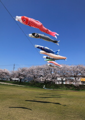 屋根より高く