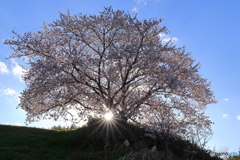 黄昏の一本桜
