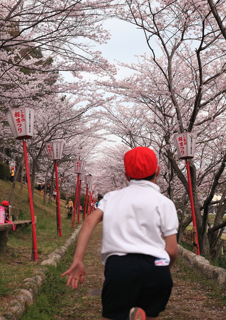 桜が満開ダッシュ！