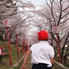 桜が満開ダッシュ！