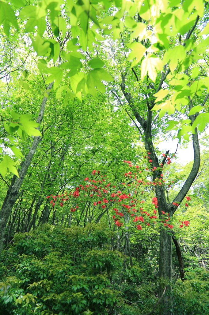 新緑の森