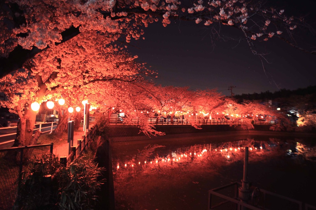 夜桜×夜桜