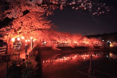 夜桜×夜桜
