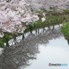 銀板に映す桜並木