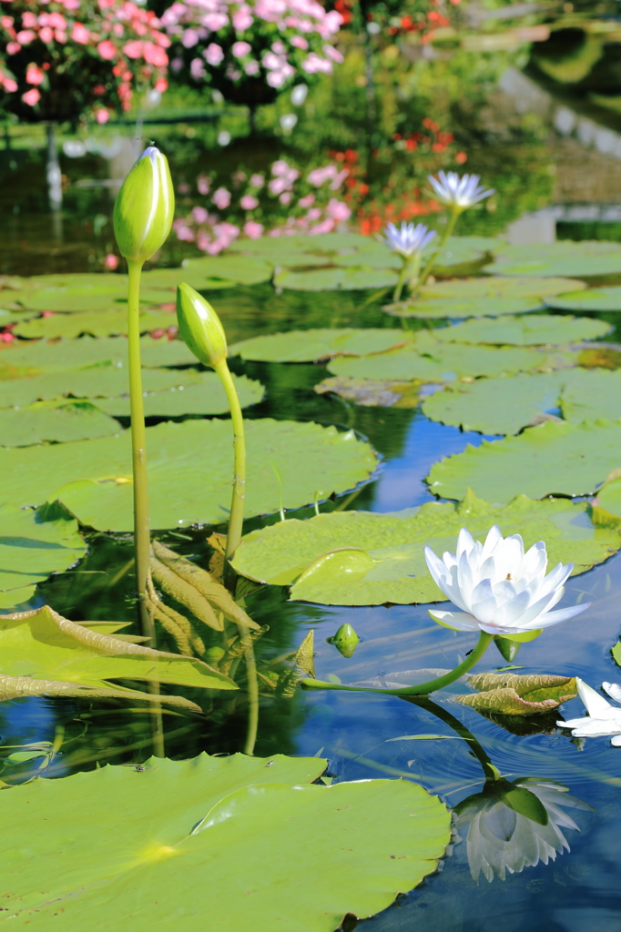 花影の池