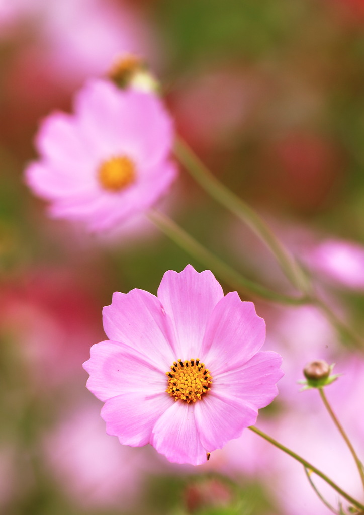 秋桜