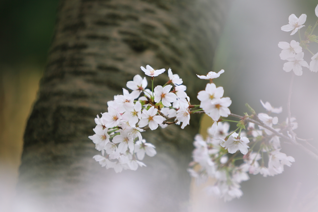 想い出桜