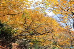 遠足尾根の黄葉