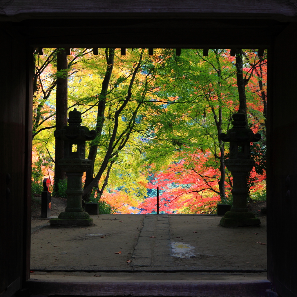 待ちに待った紅葉